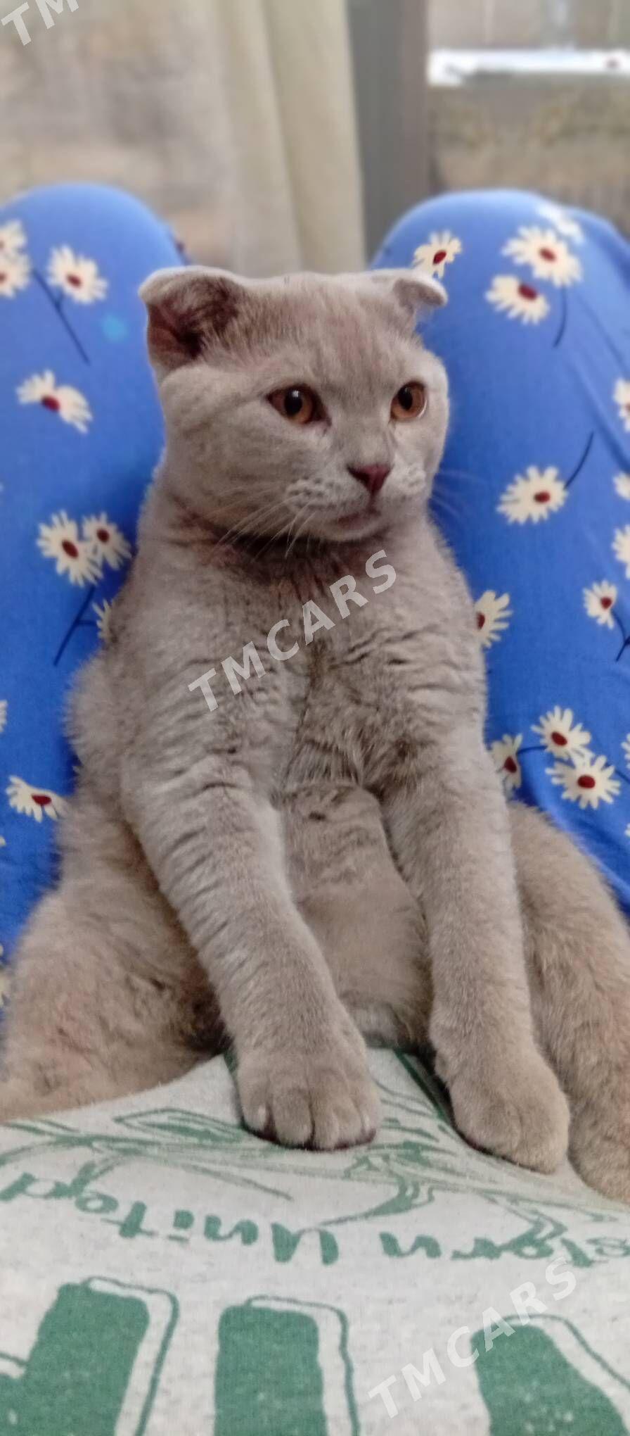 ищем кошку - Ашхабад - img 2