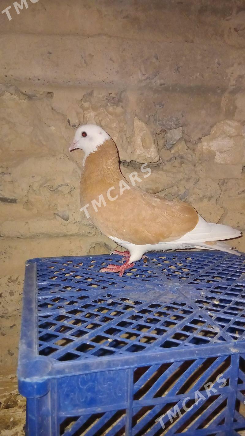 Guş - Gyzylarbat - img 2