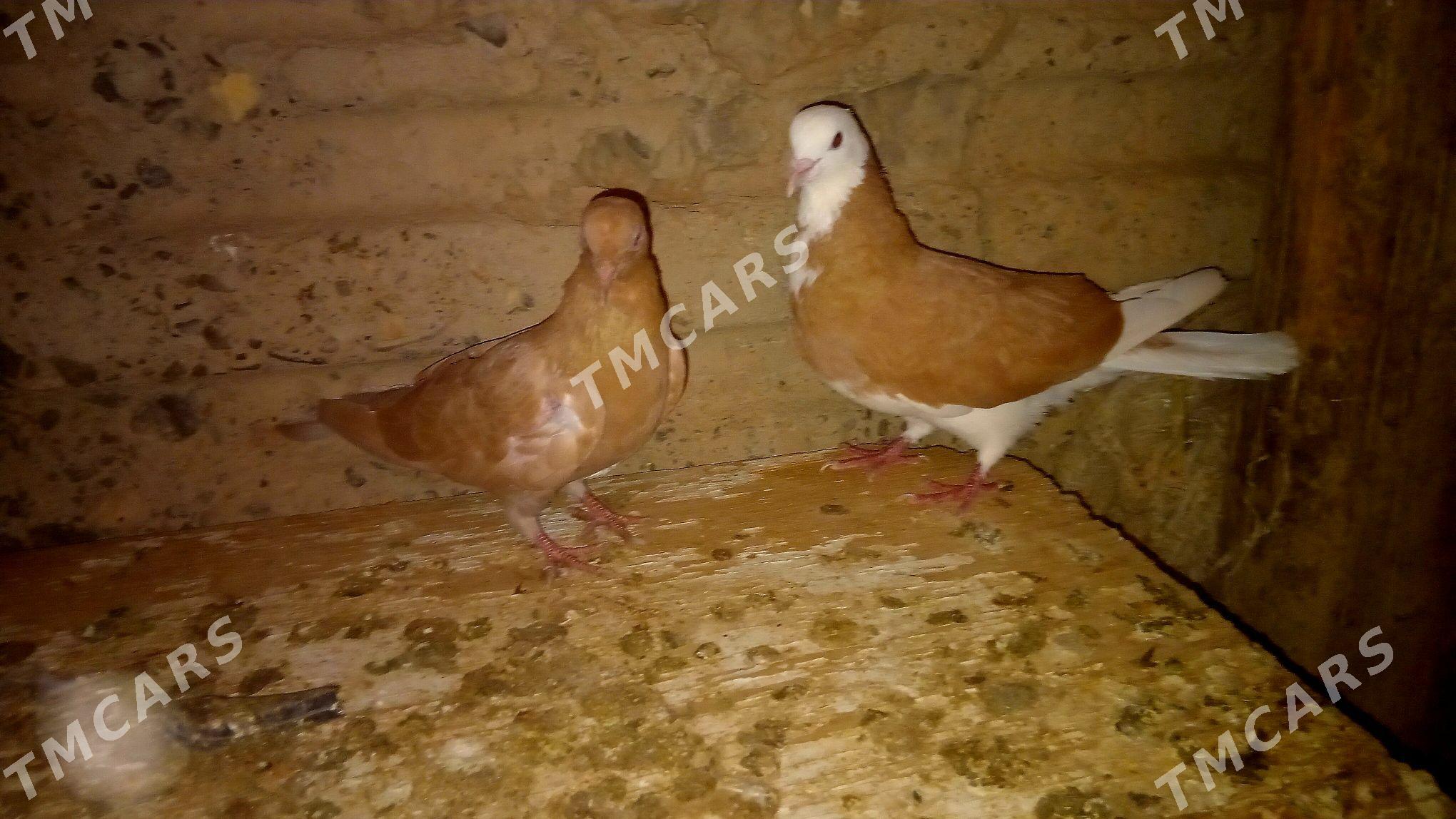 Guş - Gyzylarbat - img 5