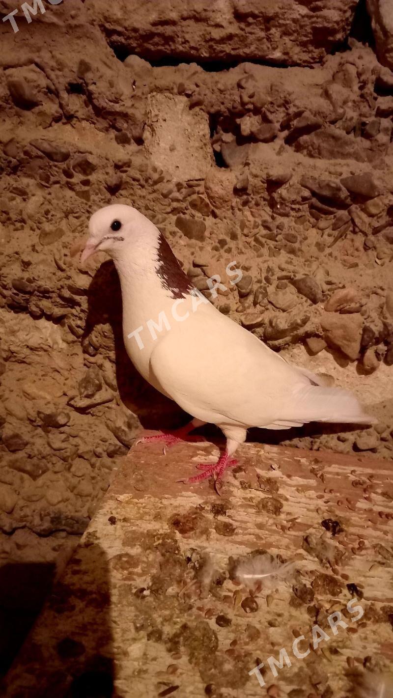 Guş - Gyzylarbat - img 3