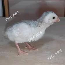 Цисарка Мержен товук жуже - Çärjew - img 4