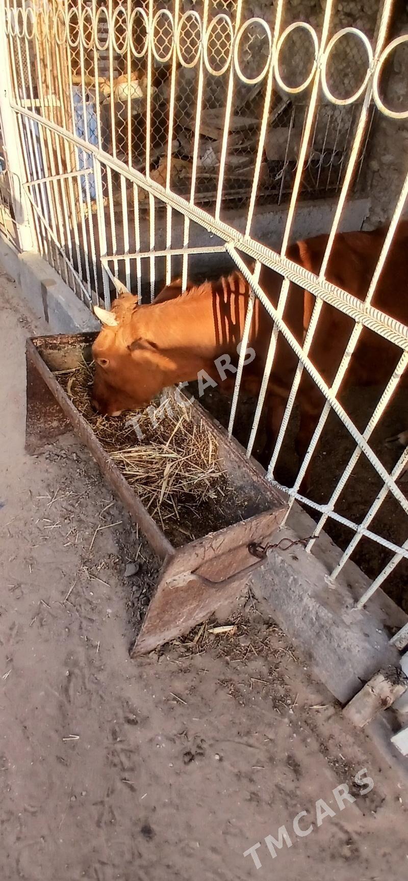 Gacar sygyr - Джебел - img 3
