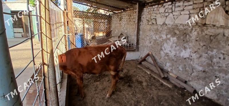 Gacar sygyr - Джебел - img 2