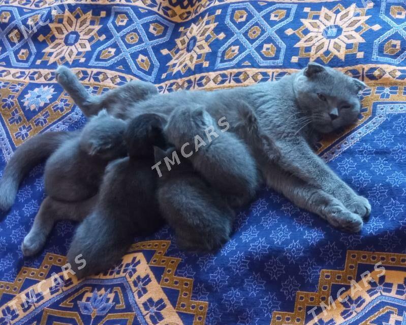 шотландские котята - Туркменбаши - img 2