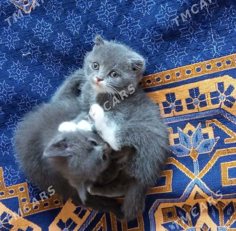 шотландские котята - Туркменбаши - img 3