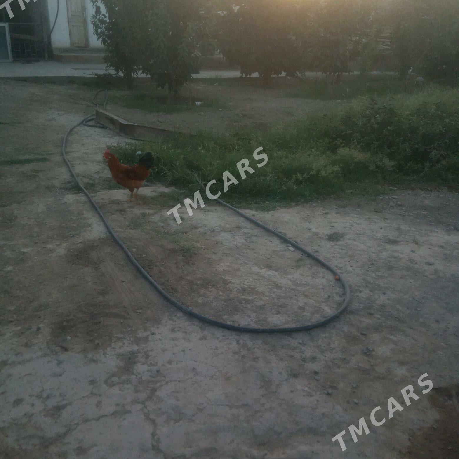 Towuklar - Багир - img 3