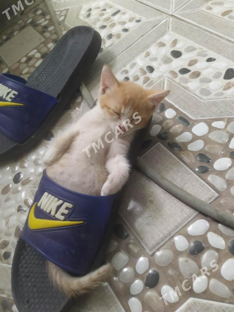 Котёнок Пишижек - Ашхабад - img 1