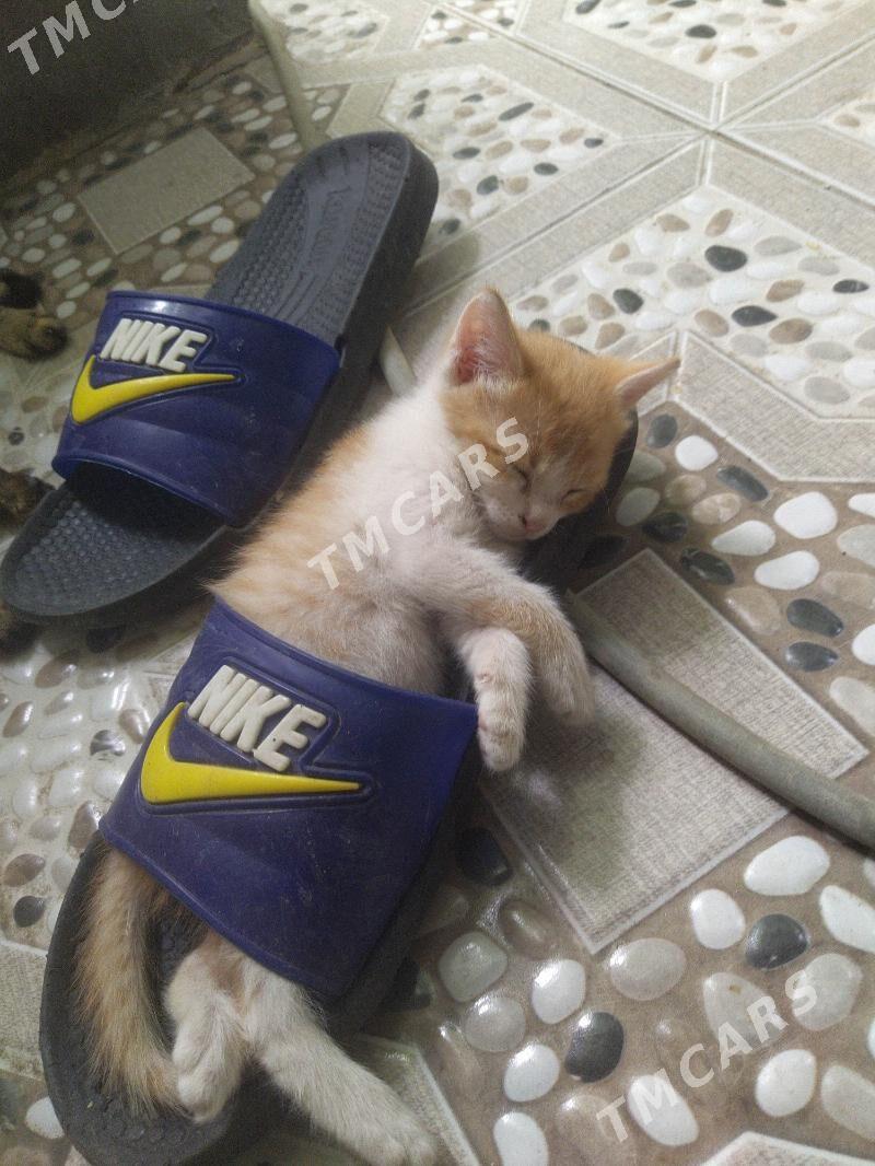 Котёнок Пишижек - Ашхабад - img 2