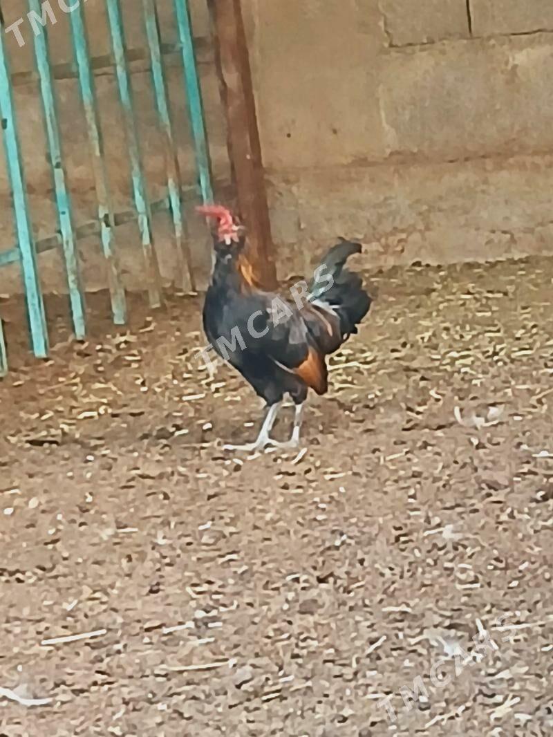karlik horaz - Çoganly - img 2