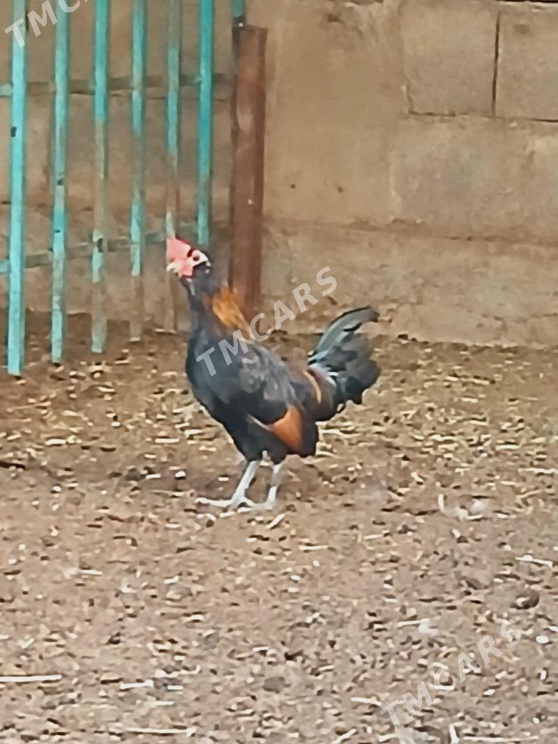 karlik horaz - Çoganly - img 3