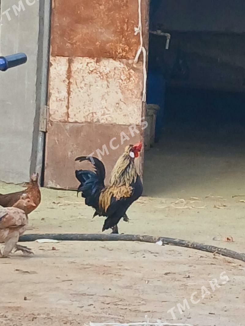 karlik horaz - Çoganly - img 2