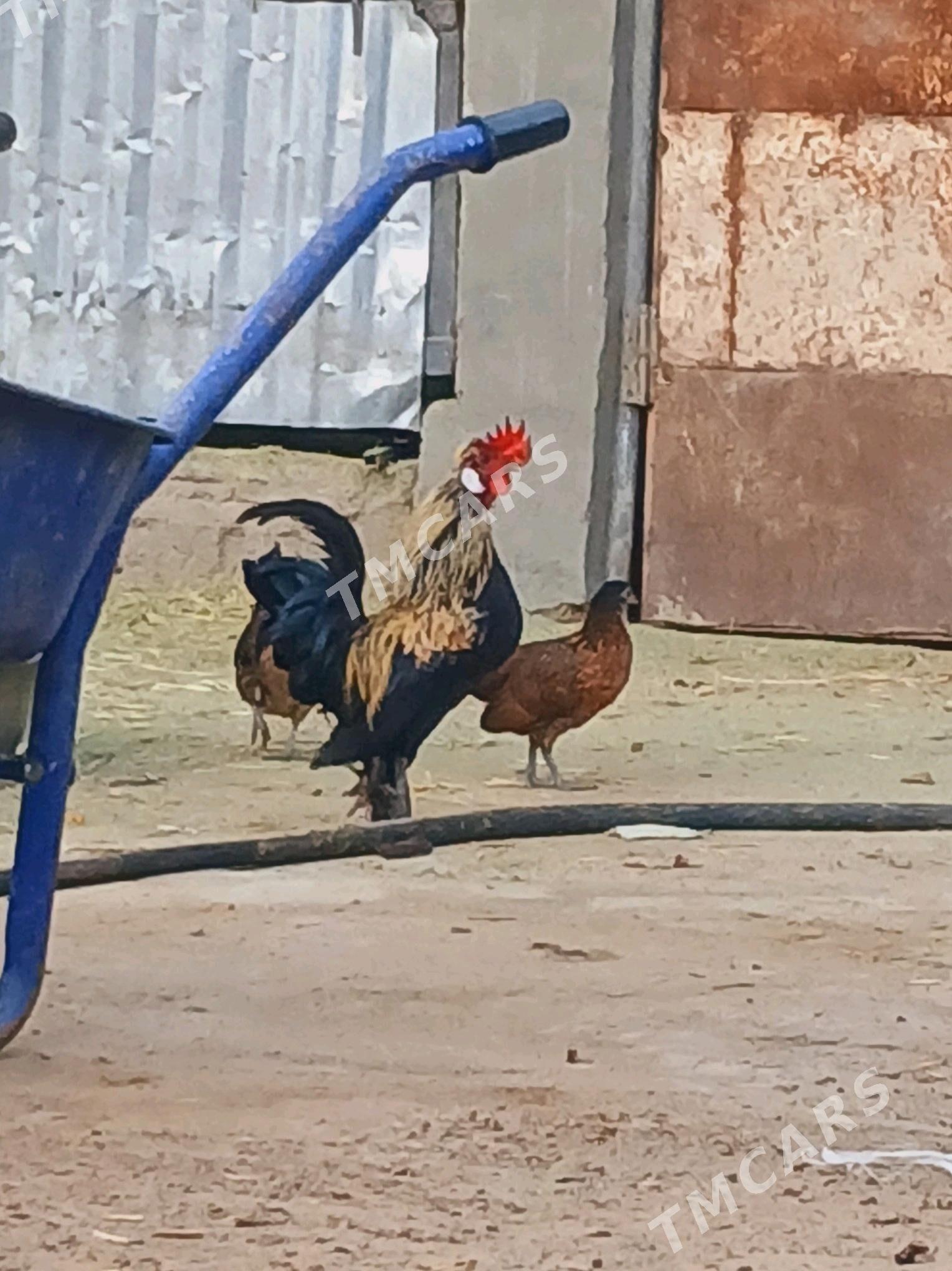 karlik horaz - Çoganly - img 3