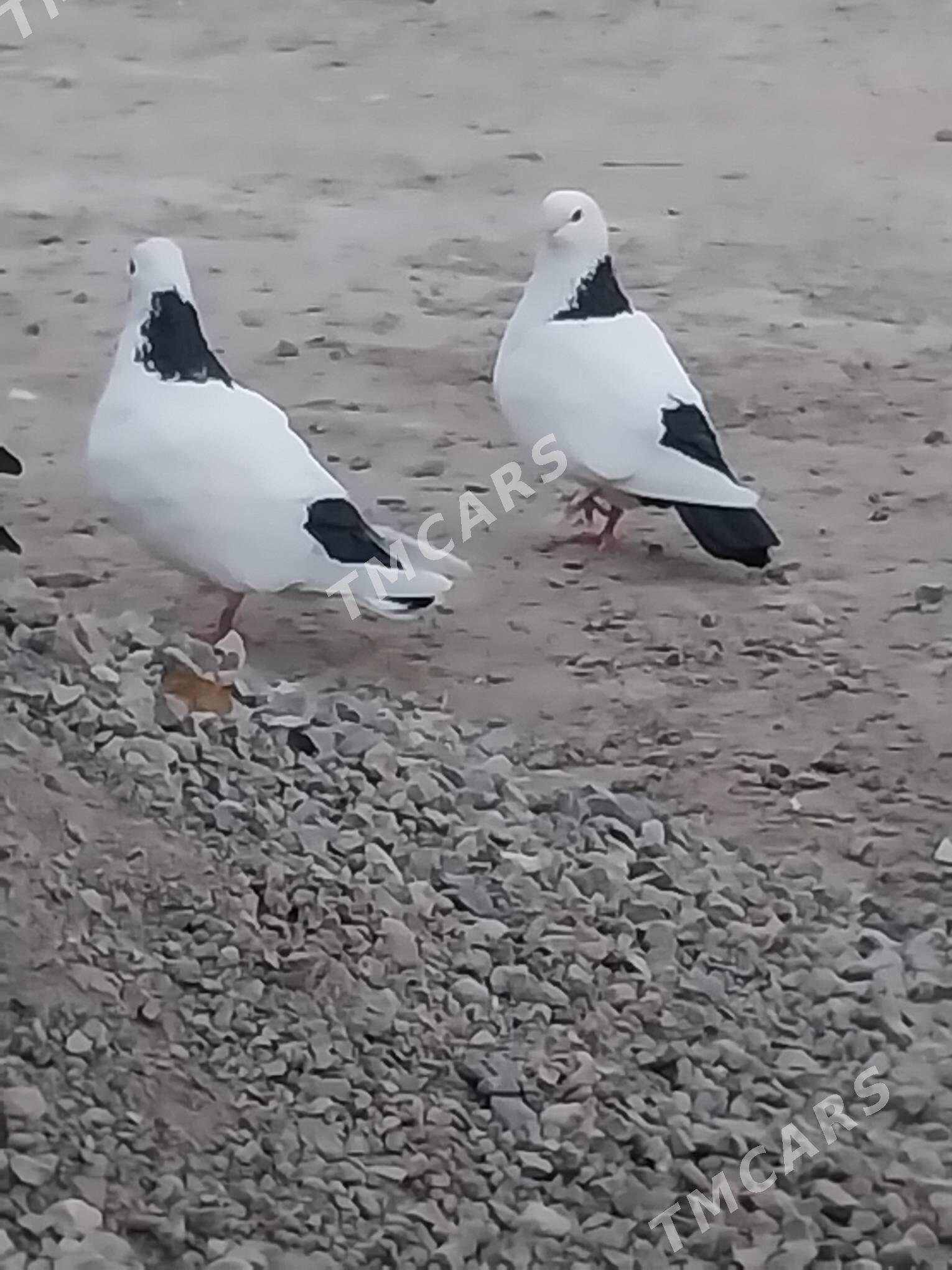 KEPDERI - Murgap - img 2