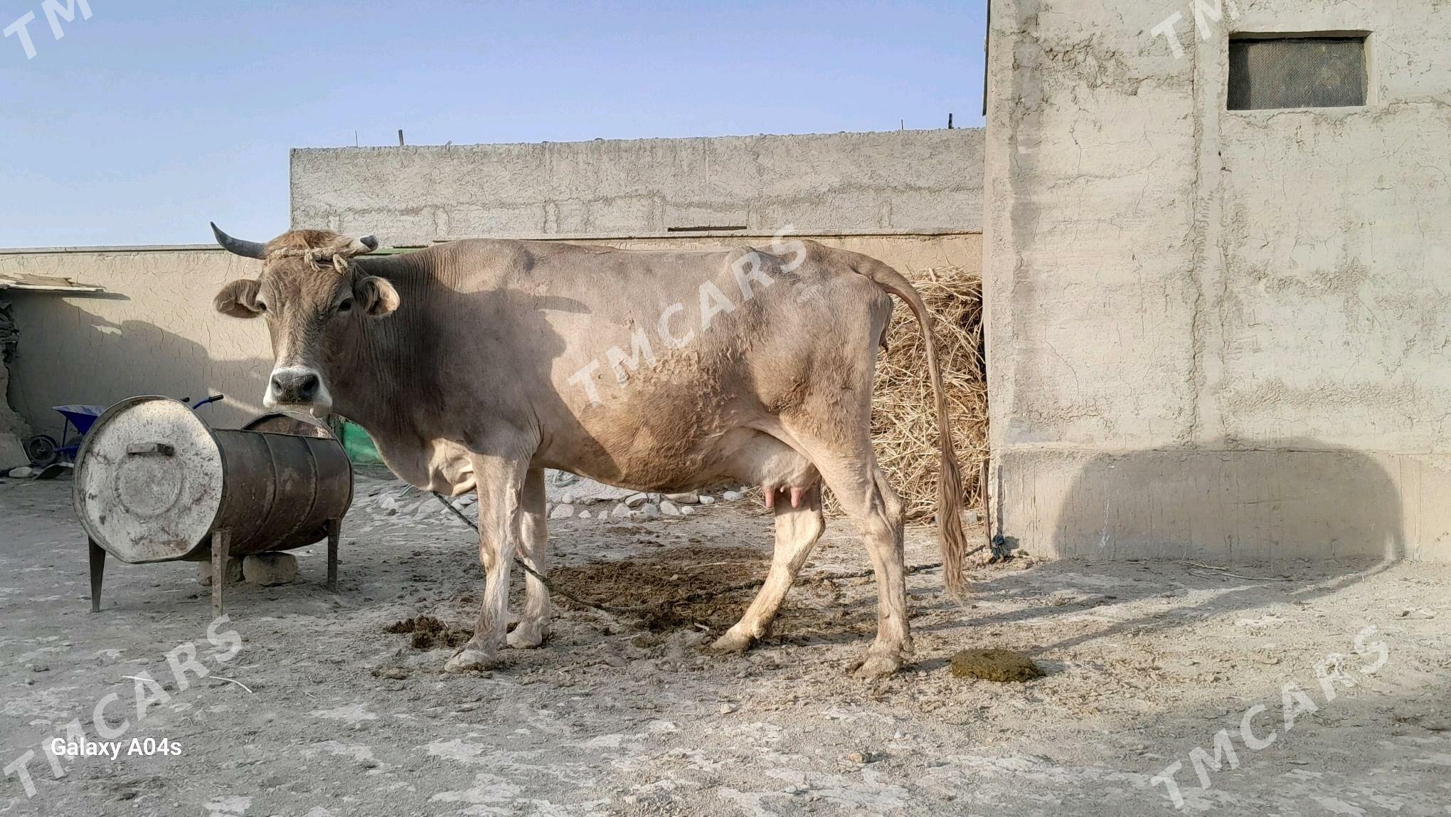 göleli sygyr - Kaka - img 5