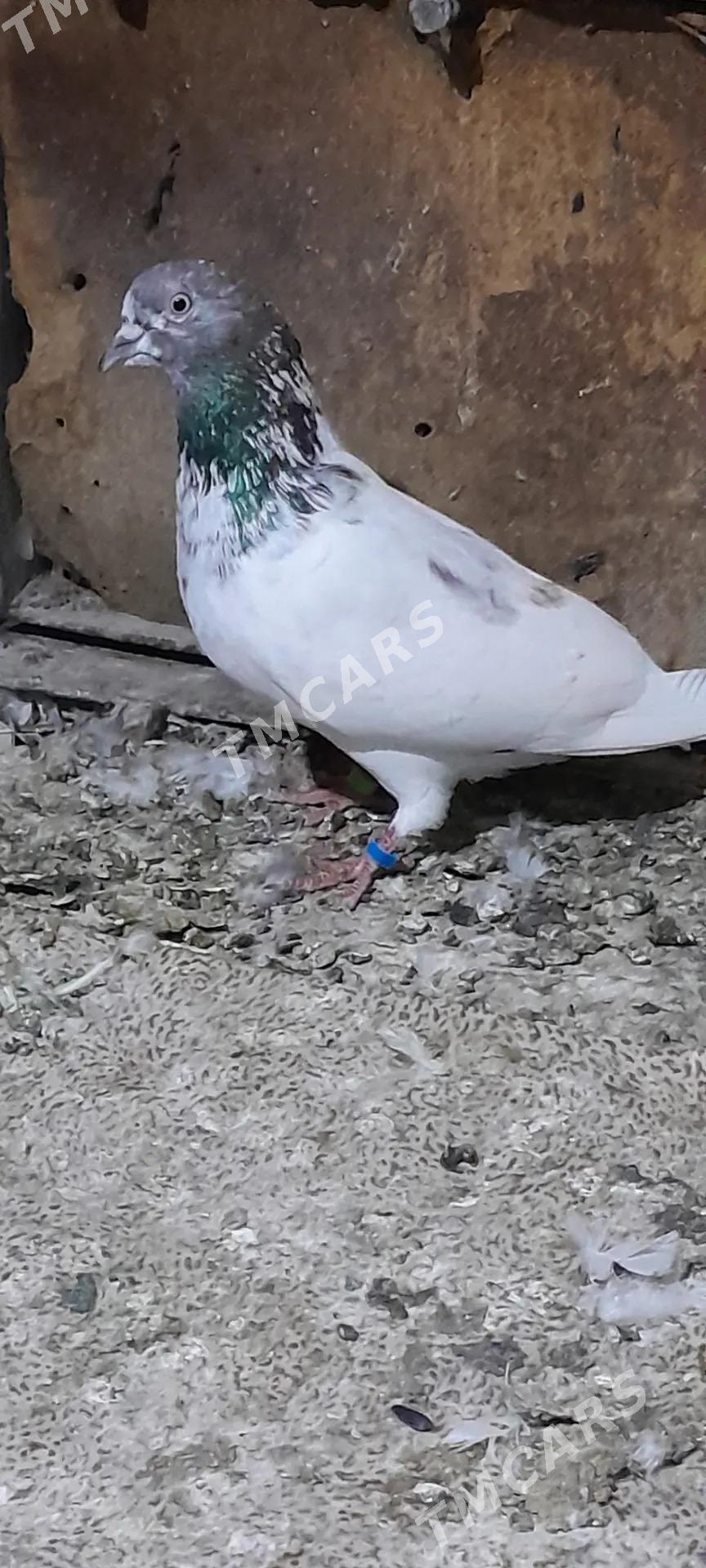 Kepderi - Aşgabat - img 9