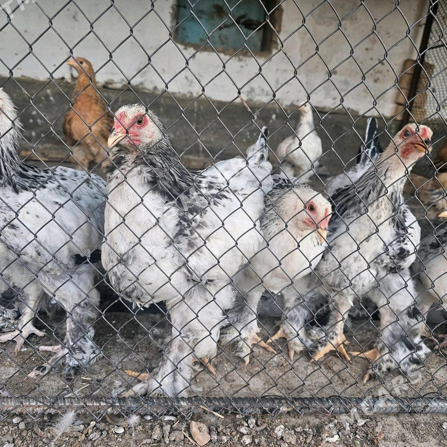 ak cil brama - Türkmenabat - img 2