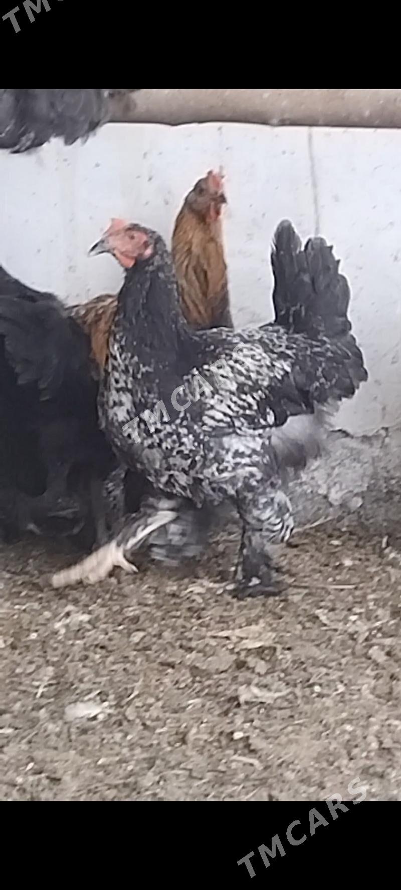 horazlar - Türkmengala - img 2