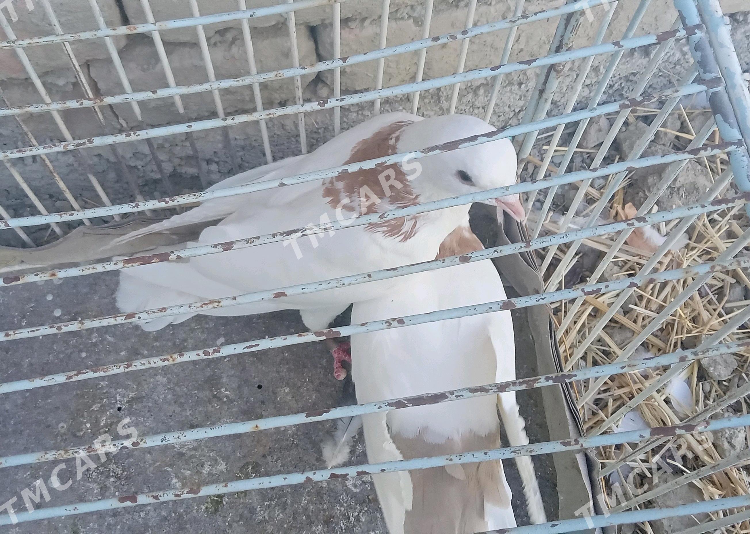 kepderi - Gökdepe - img 3
