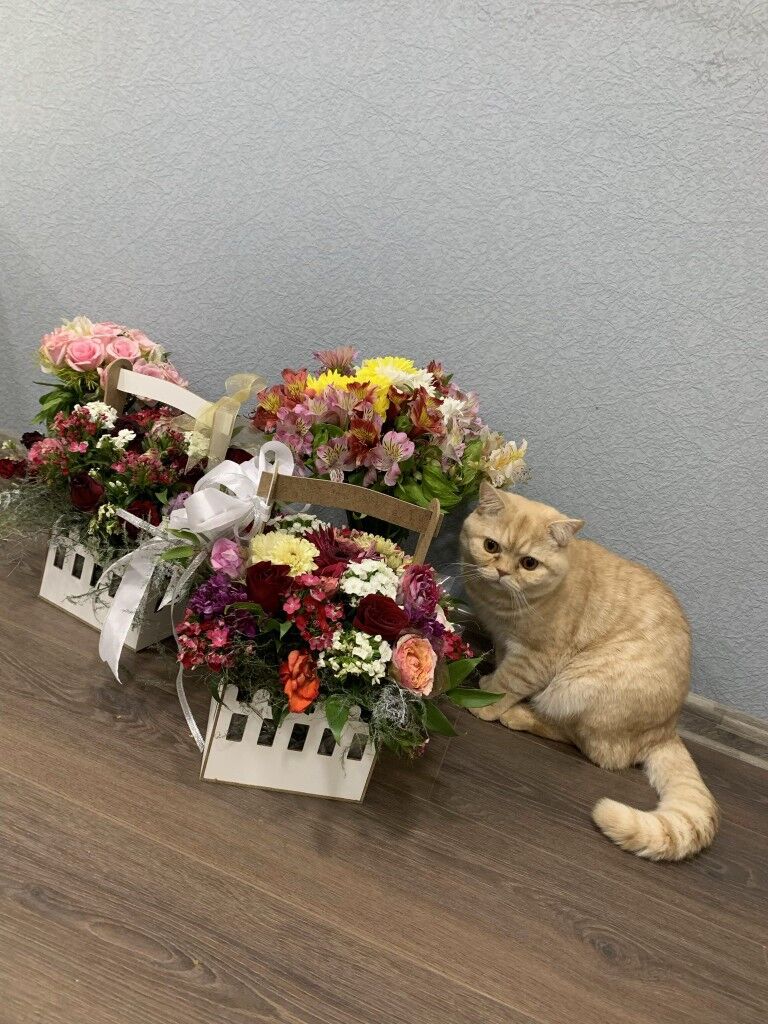 Котики красивые - Ашхабад - img 9