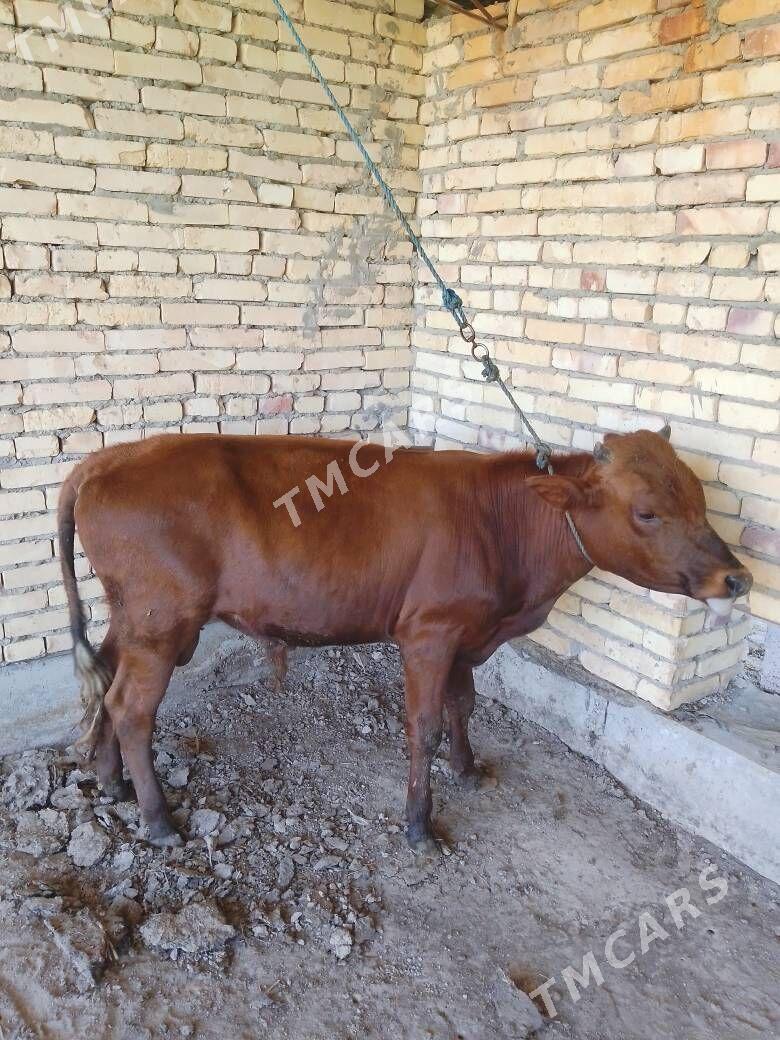 Окуз баклык - Türkmenabat - img 2