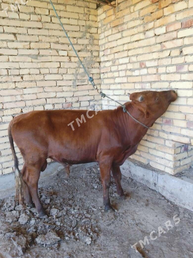 Окуз баклык - Türkmenabat - img 4