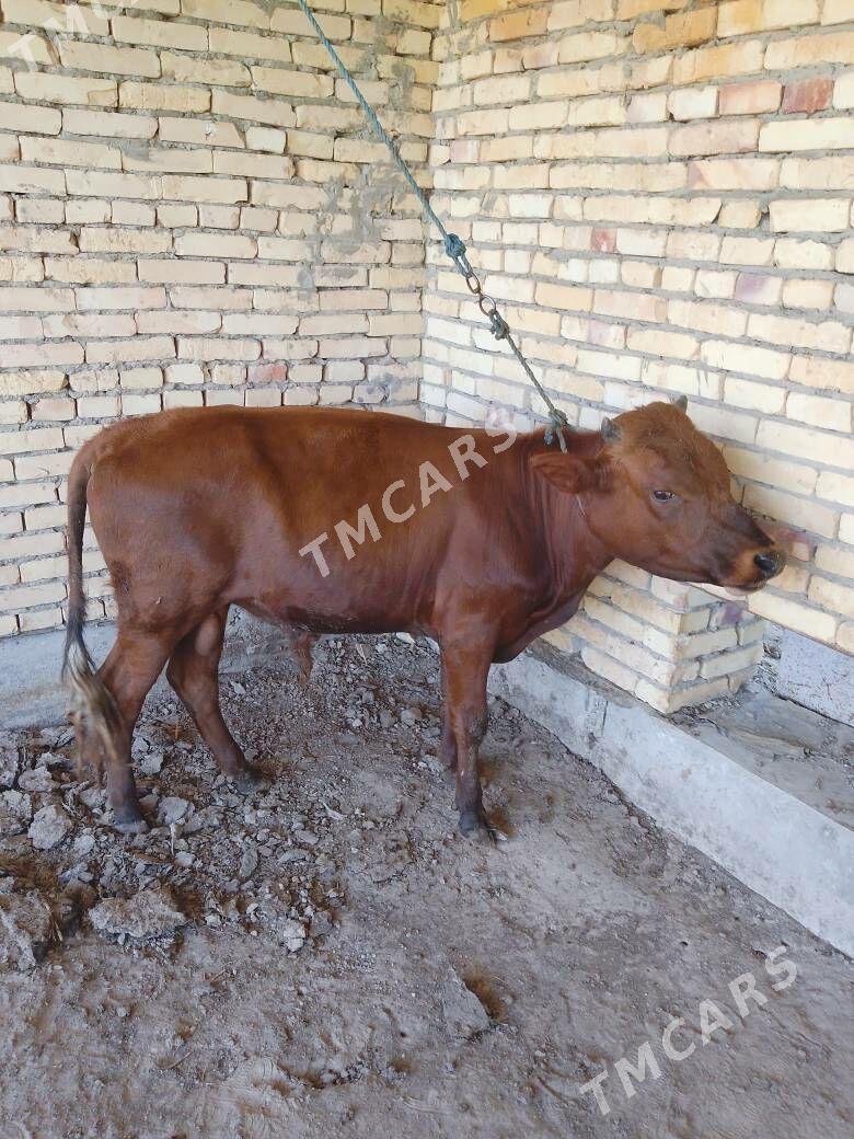 Окуз баклык - Türkmenabat - img 5