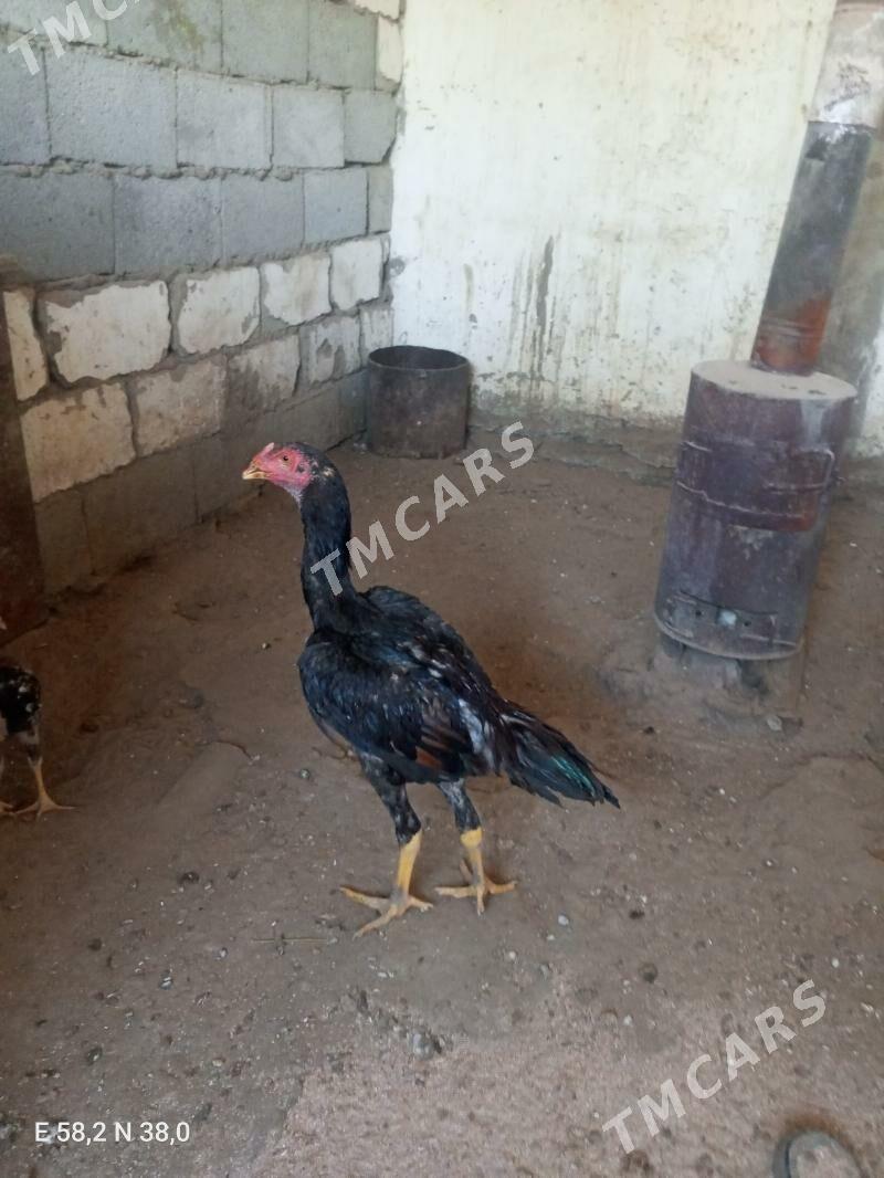 Taşgent - Gökje - img 2