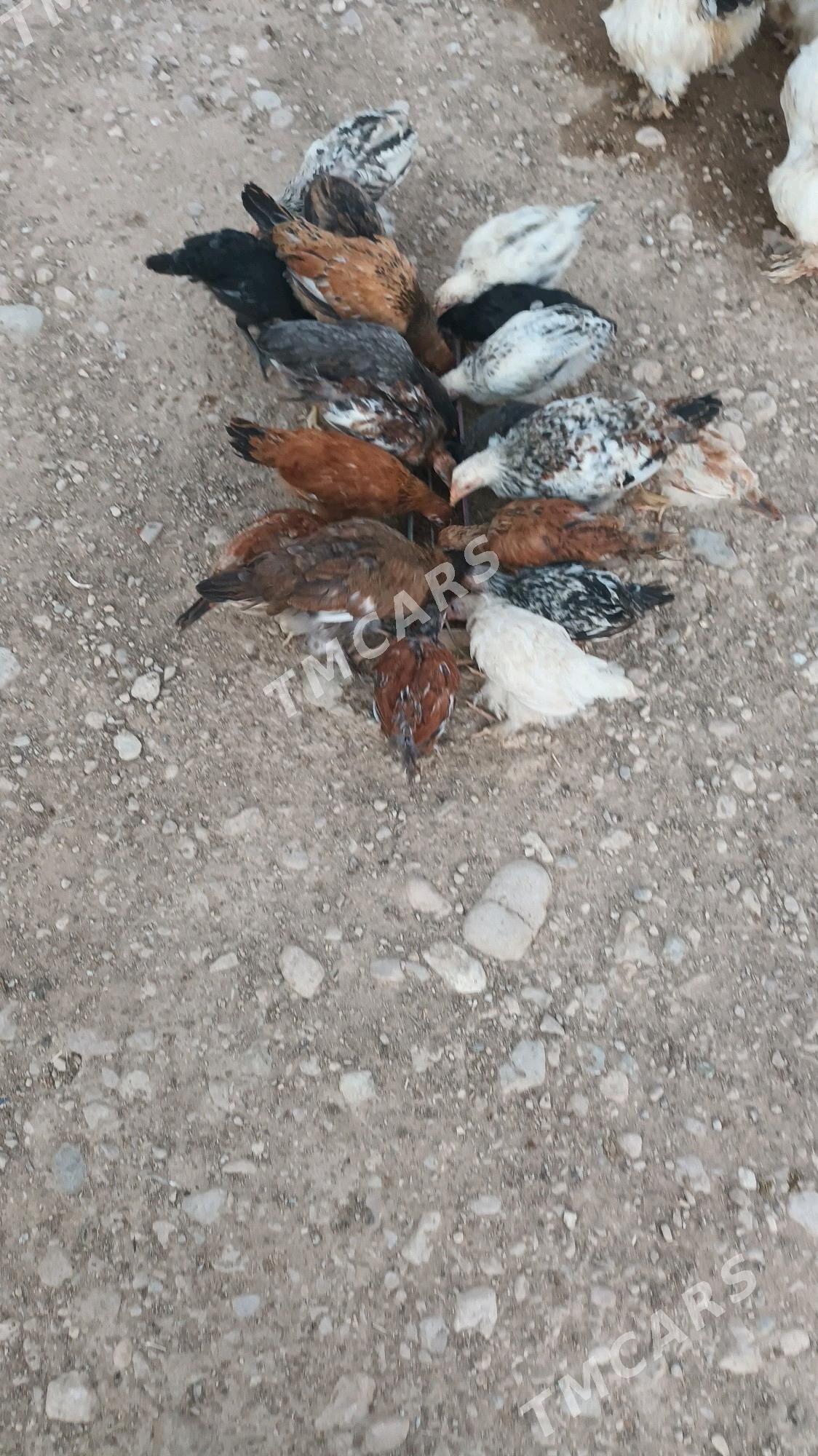 juyje - Balkanabat - img 3