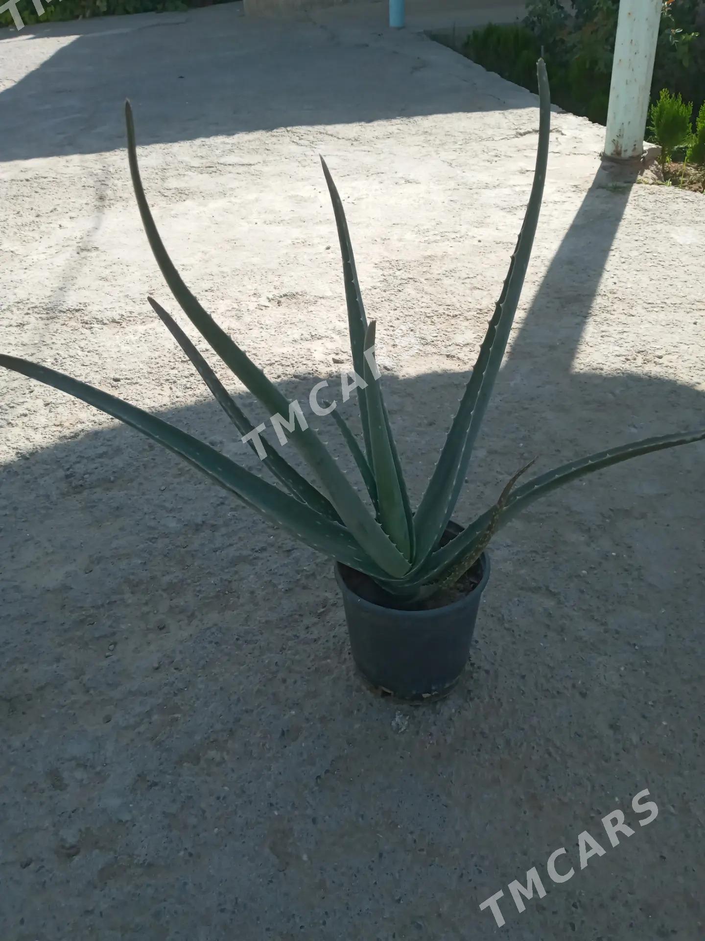 Aloe gul karsokly - Änew - img 2
