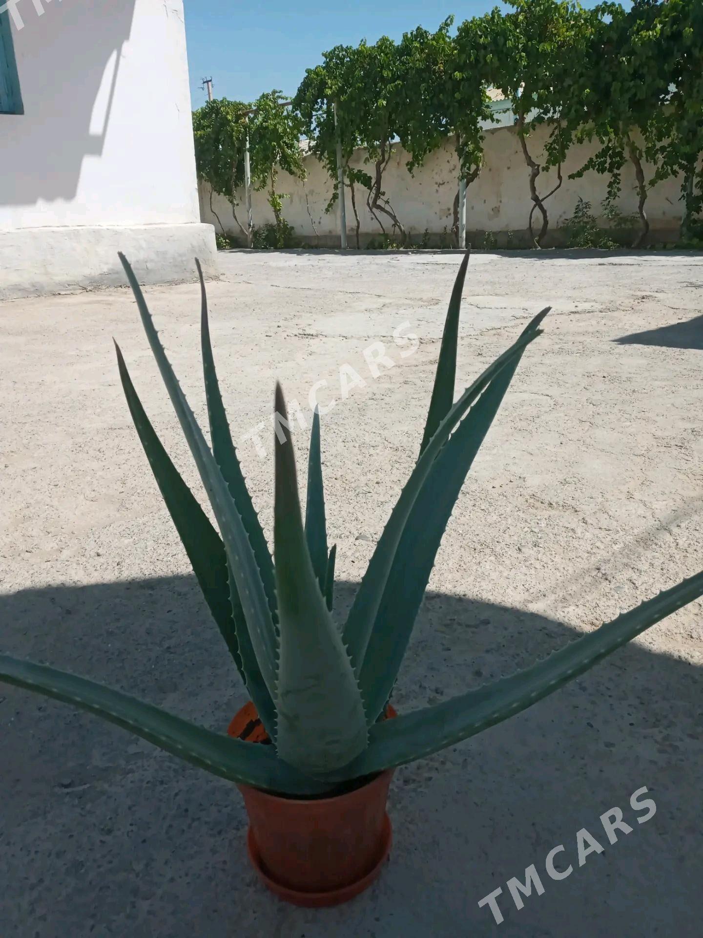 Aloe gul karsokly - Änew - img 3