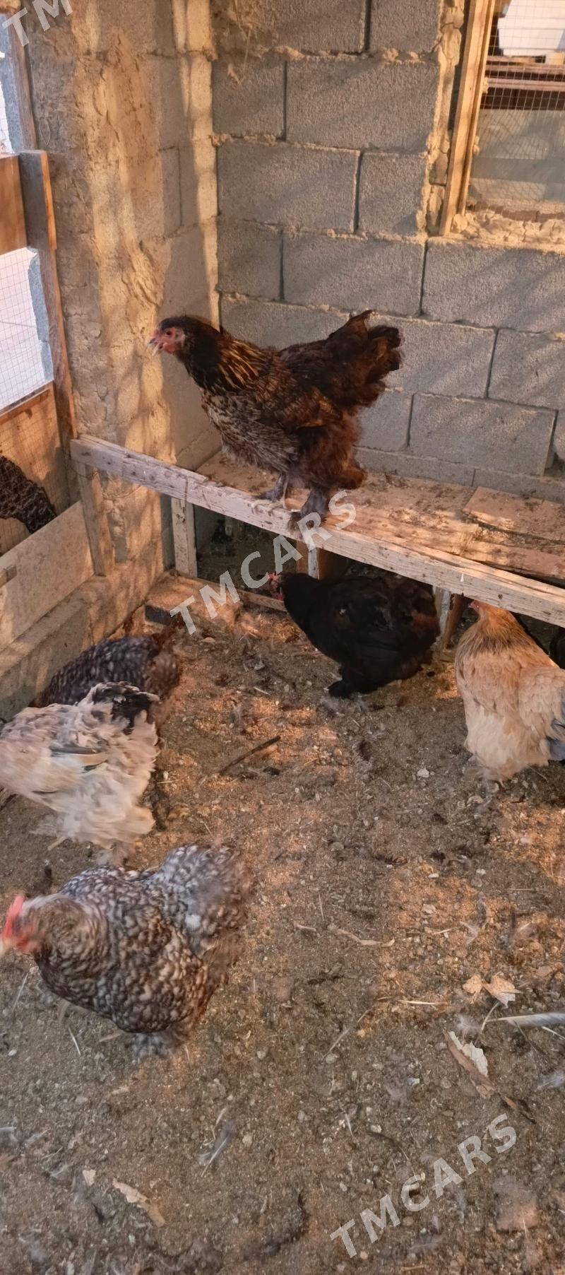 kokinhin brama towuklar - Гуртли - img 2