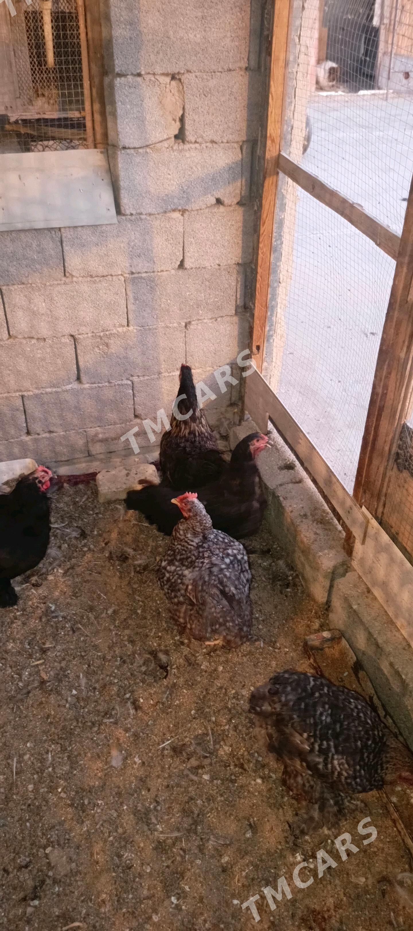 kokinhin brama towuklar - Гуртли - img 5