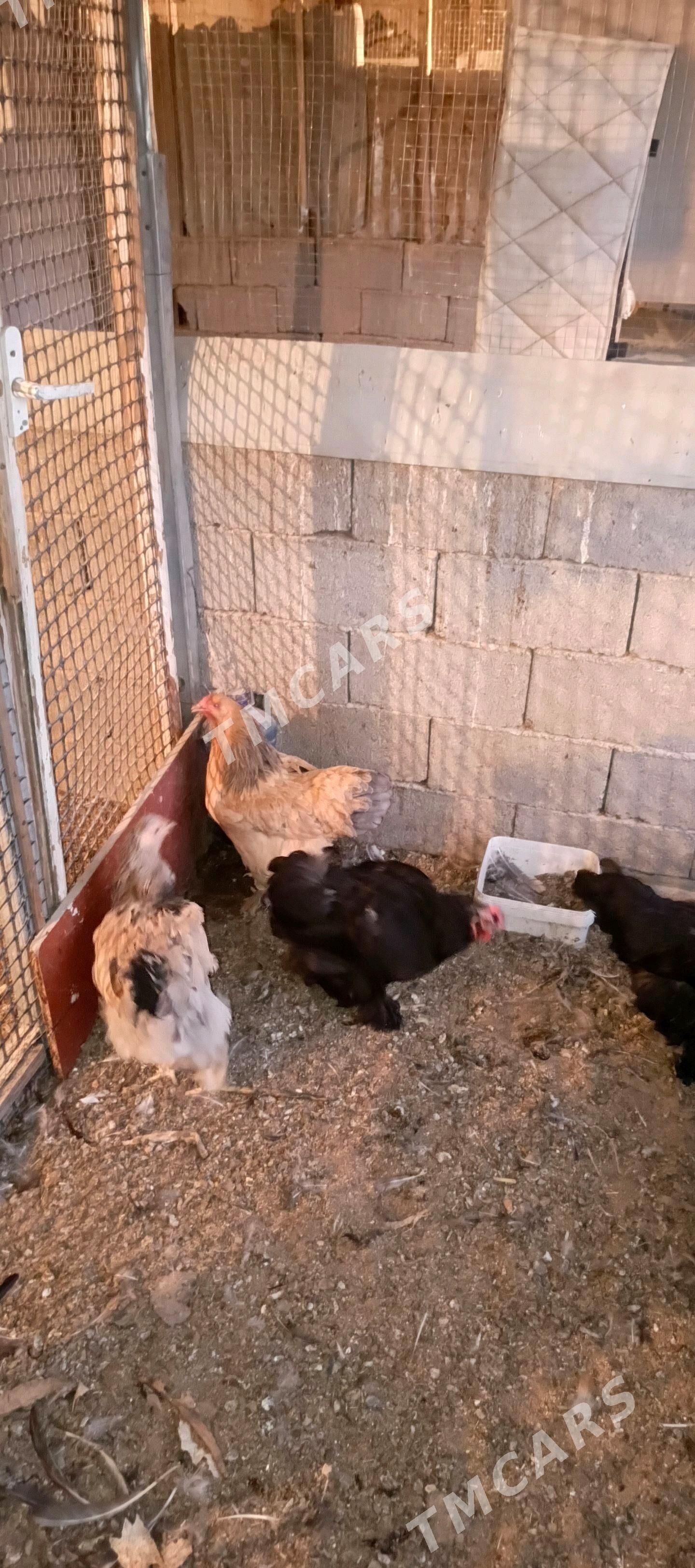 kokinhin brama towuklar - Гуртли - img 4