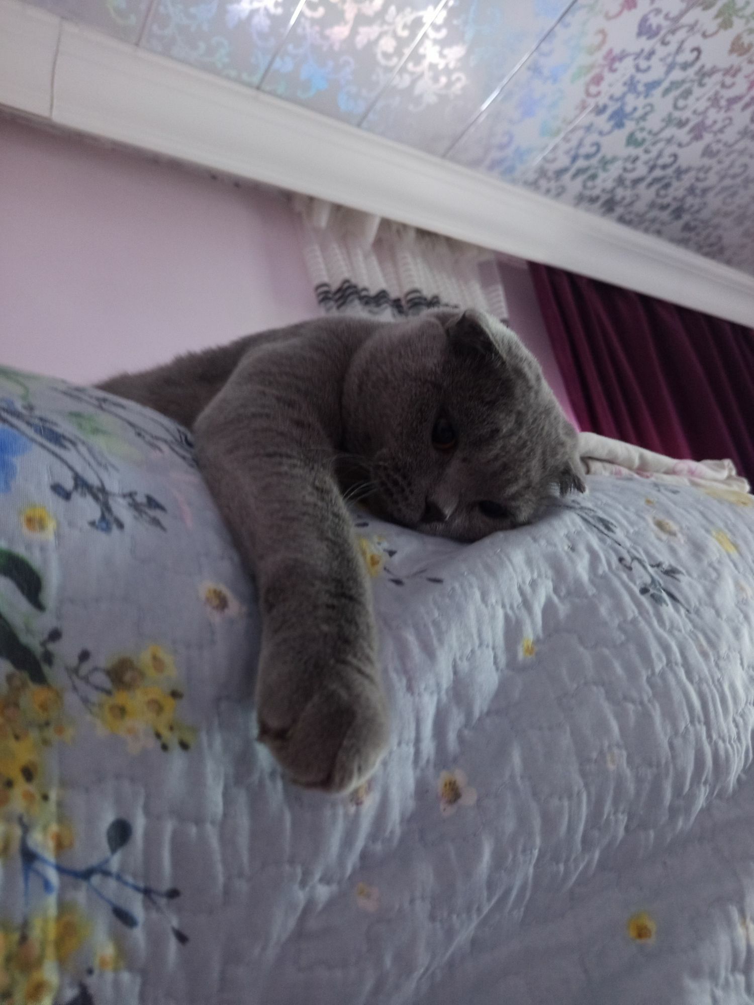 Кот - Türkmenabat - img 10