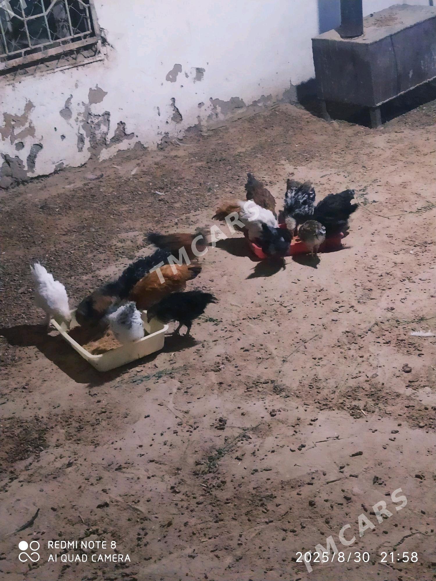 juje - Wekilbazar - img 2