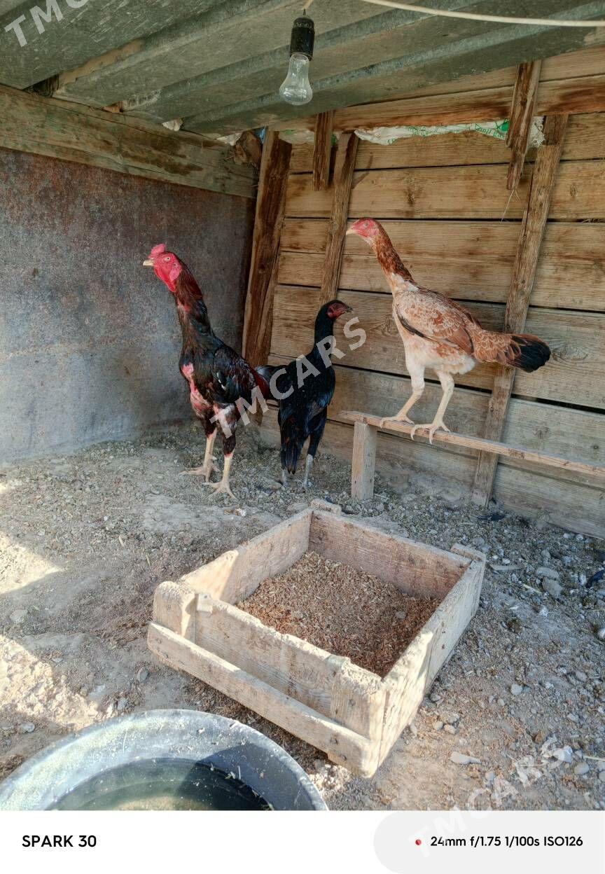 Taşken - Bäherden - img 3