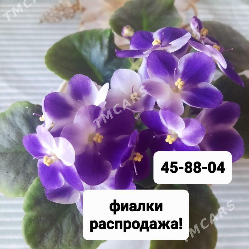 дом.цветы. - Ашхабад - img 2