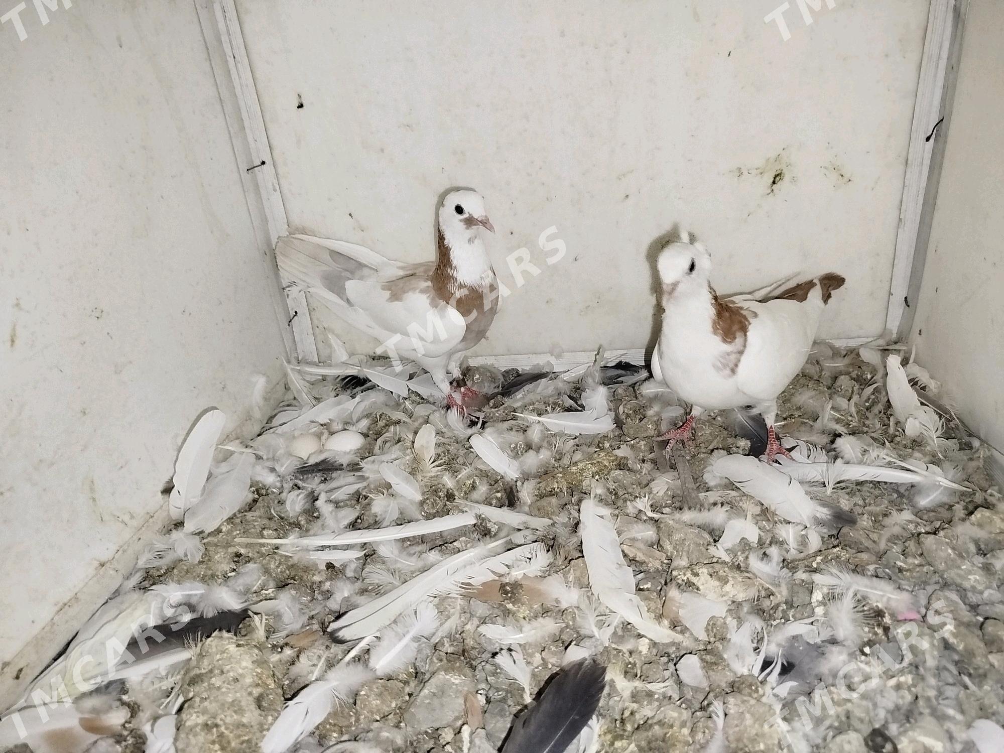 Kepderi - Podwoýski köç. (Bitarap Türkmenistan şaýoly) - img 2