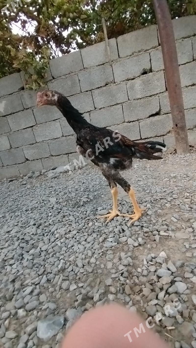 taşkent - Анев - img 1
