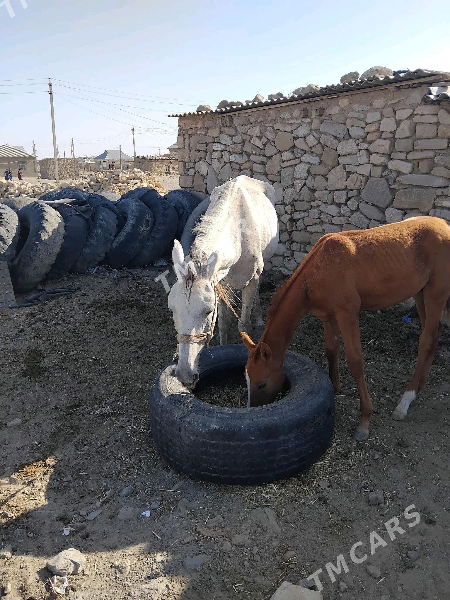 tayly baytal - Bereket - img 2