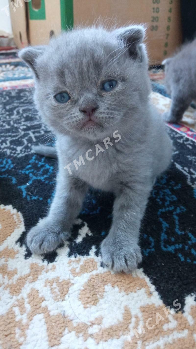 шотландские котята - Туркменабат - img 2