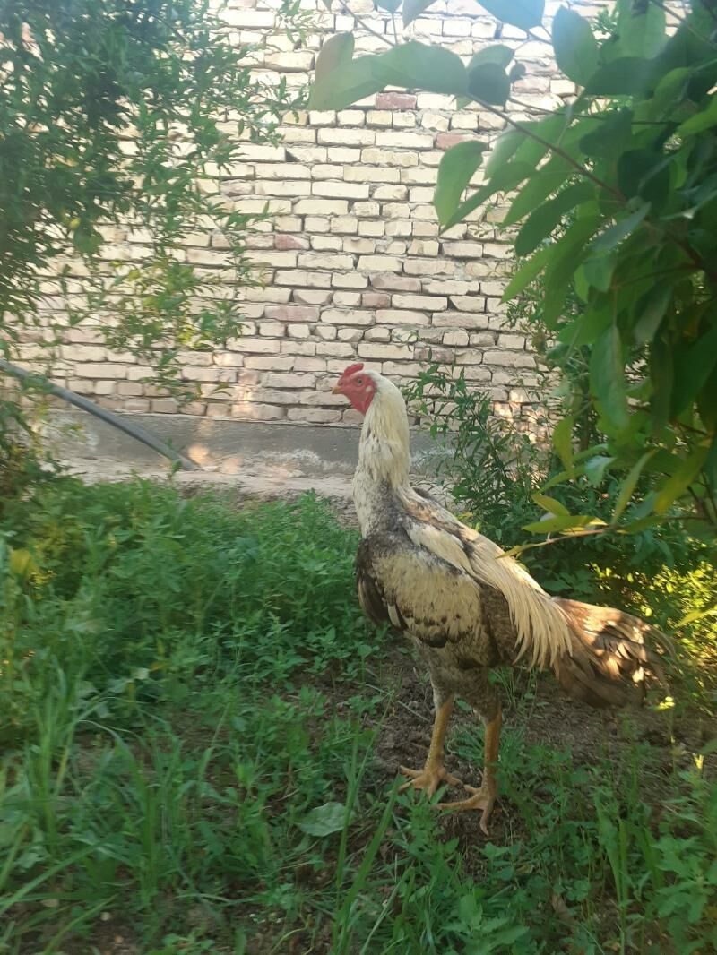 PARODA BAYESLER - Туркменабат - img 10