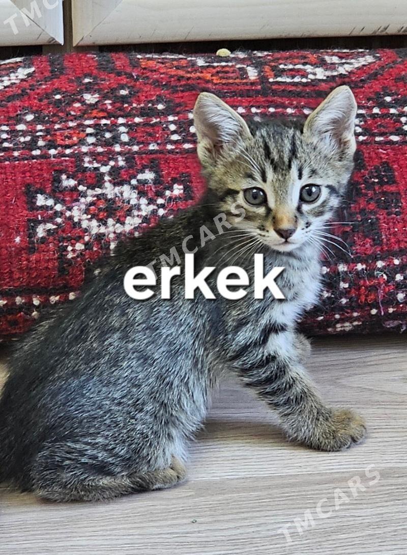 pişik,кошка - Дашогуз - img 2