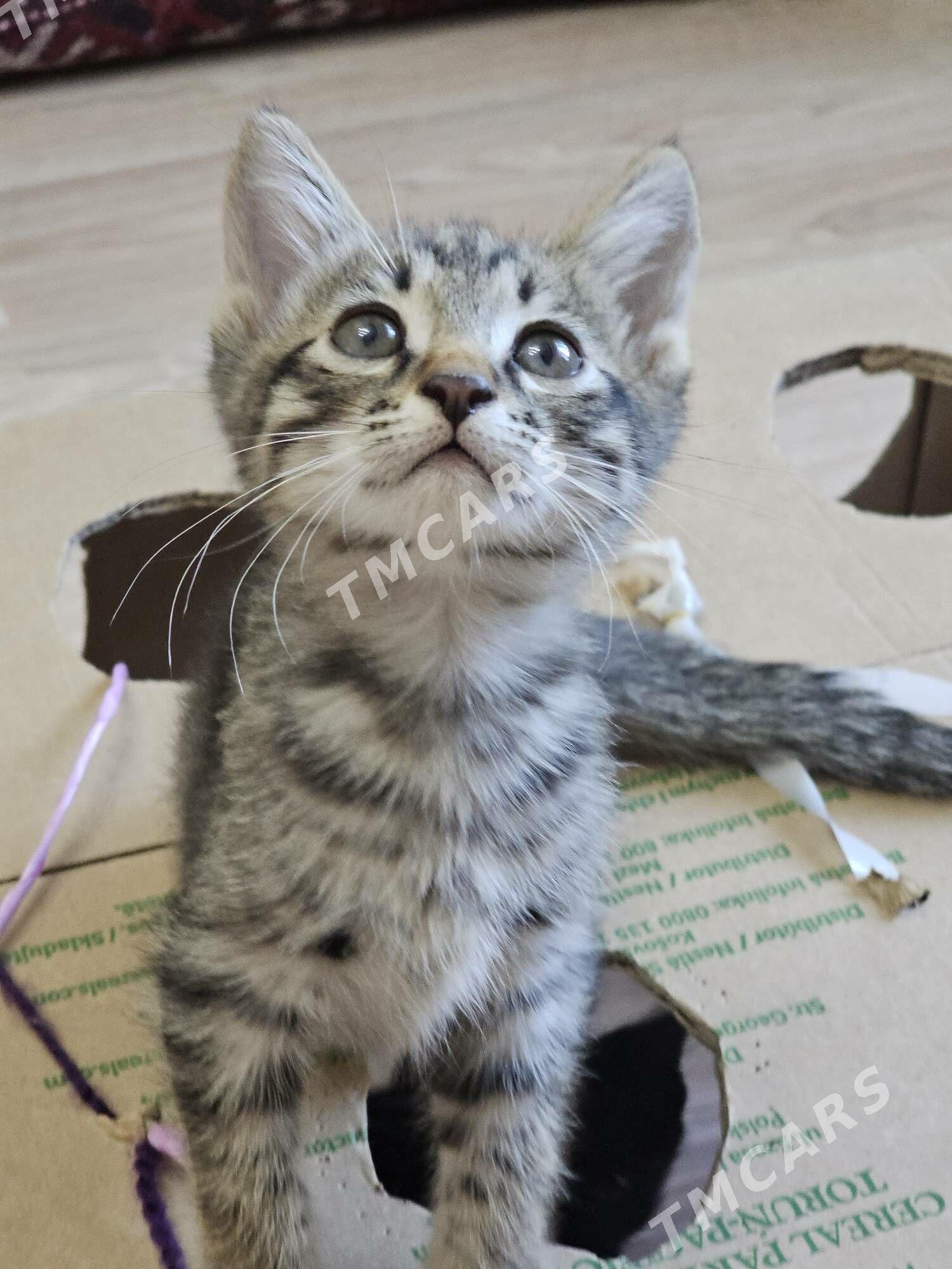 pişik,кошка - Дашогуз - img 4