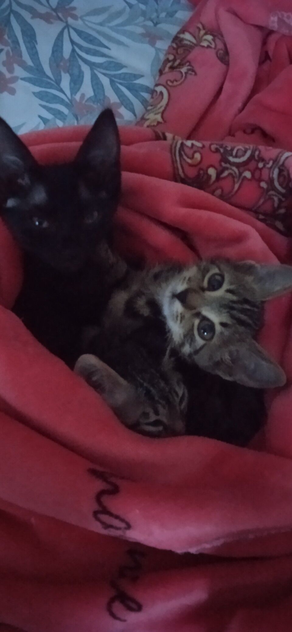 Pishik - Daşoguz - img 2