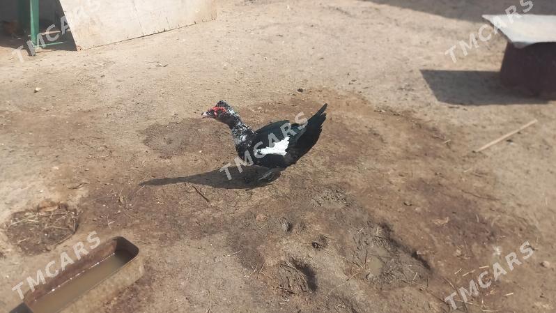 Indautka ördek - Türkmenbaşy - img 2