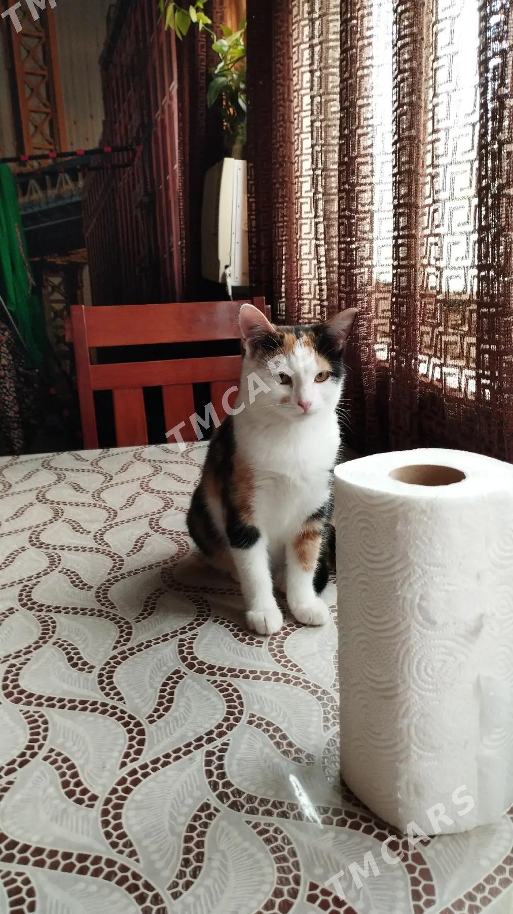 отдам кота - Ашхабад - img 2