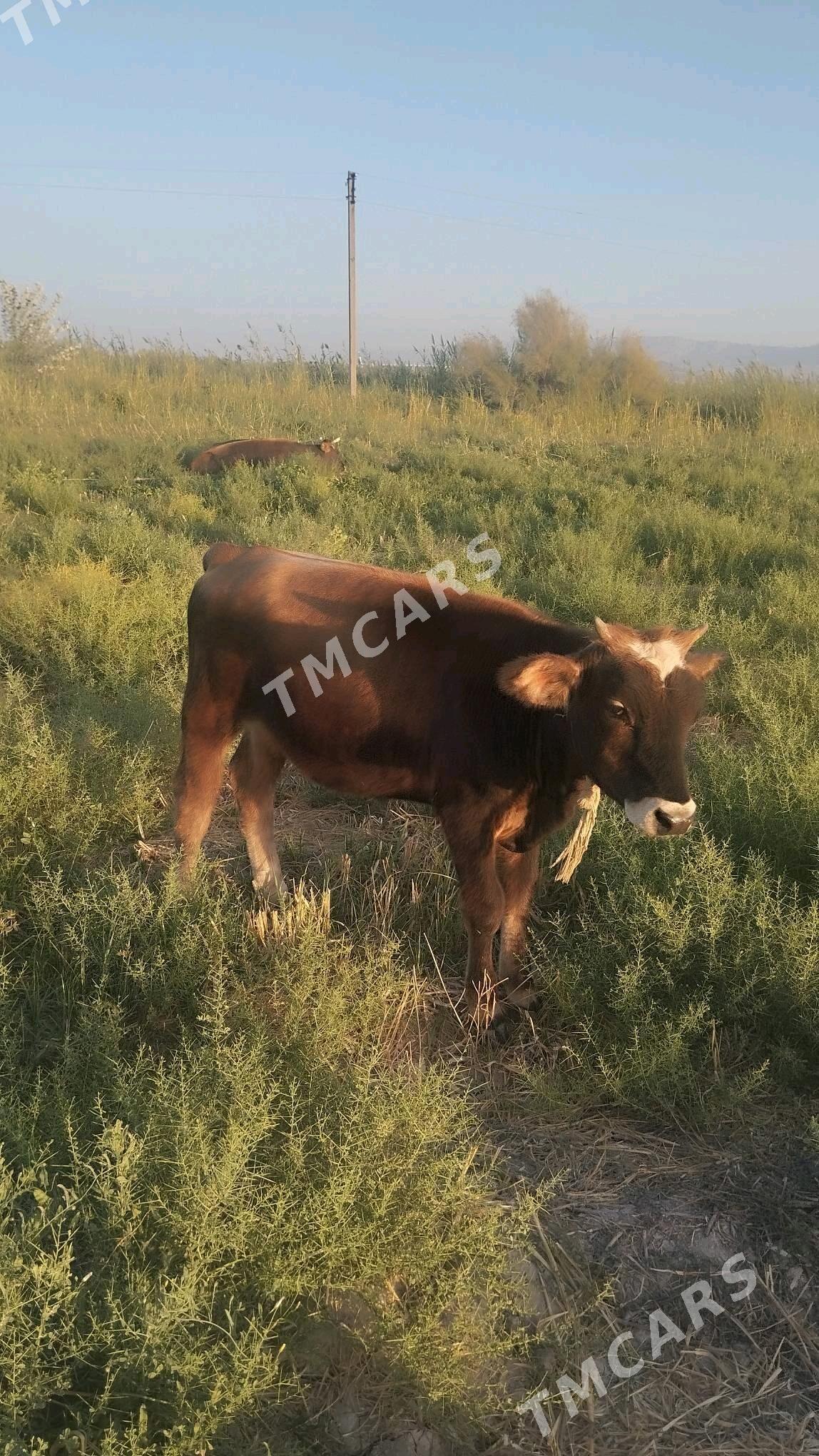 göle - Ак-Бугдайский этрап - img 2
