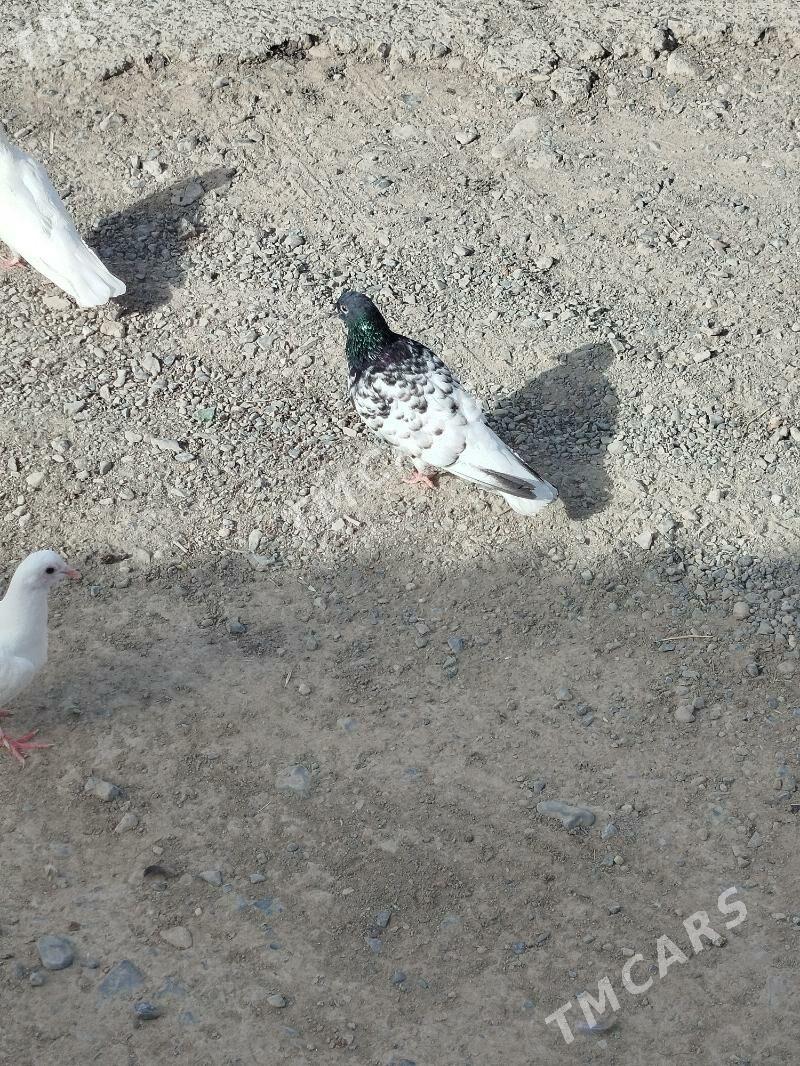 kepderi - Gyzylarbat - img 3
