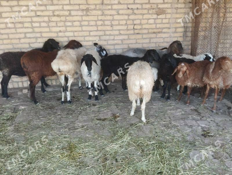 sarlyk gazaky gisar goyunlar - Туркменабат - img 9